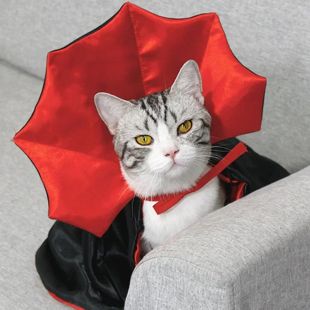 Gray and white tabby cat wearing a red and black vampire cape with a ruffled collar on gray furniture.