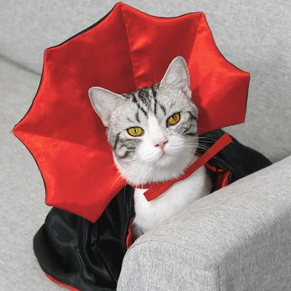 Gray and white tabby cat wearing a red and black vampire cape with a ruffled collar on gray furniture.